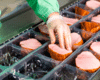 personnel handling sliced meat